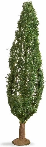 Topoľ Noch (Master Tree) 18 cm