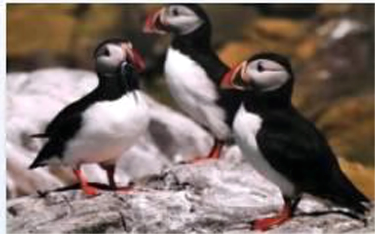 Realistický motív maskonosov