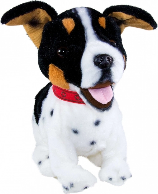 Verná replika Jack Russell teriéra