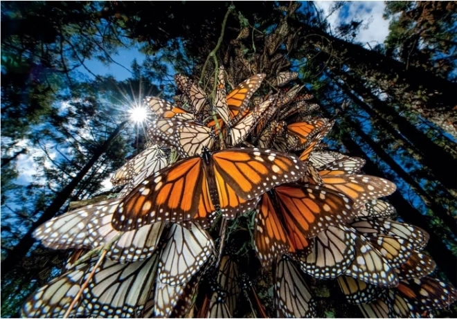 Puzzle 1000 dielikov Motýle Monarcha - Compact