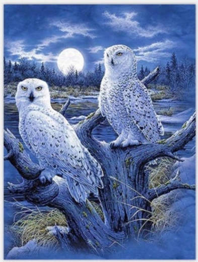 Norimpex maľovanie podľa čísel Sovy a mesiac 40 × 50 cm