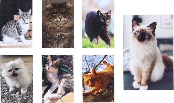 Mačka Malý Zápisník 40 Listov