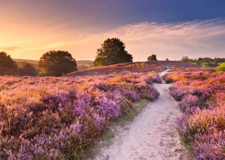 Puzzle RAVENSBURGER Ružová cesta 1000 dielikov