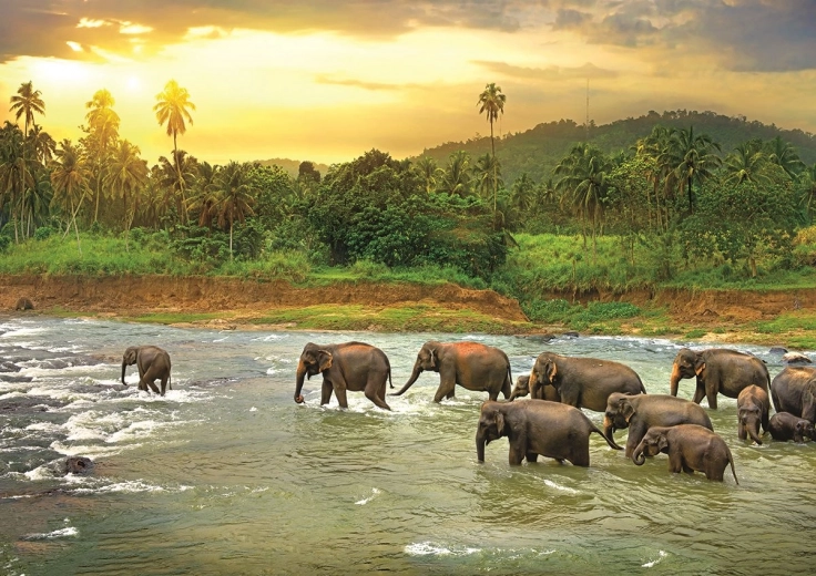 EUROGRAPHICS Puzzle Save Our Planet: Dažďový prales 1000 dielikov