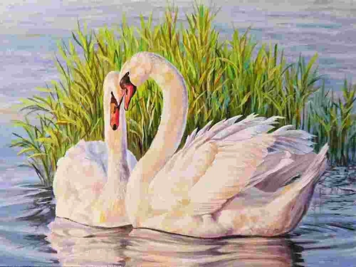 Norimpex Maľovanie podľa čísel Labute 40 × 50 cm