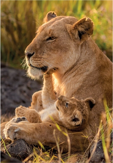 CLEMENTONI puzzle Mačacia láska 500 dielikov