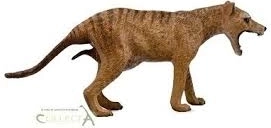 Collecta thylacine – samica (tasmánsky tiger)