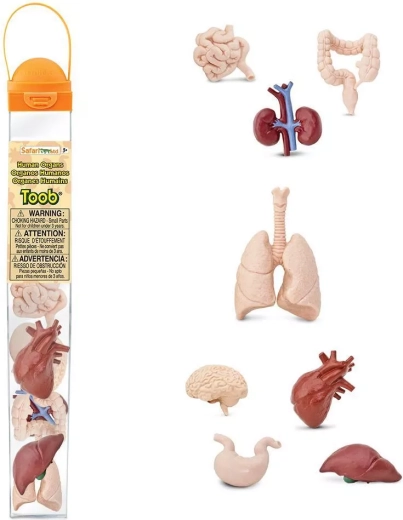 Safari Ltd. Toobs ľudské orgány – vzdelávacia sada figúrok v tube
