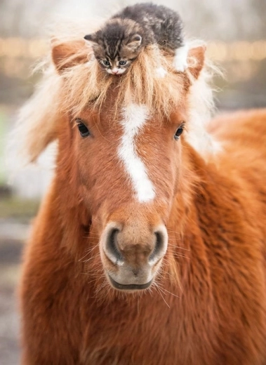 Ravensburger puzzle poník a mačiatko 500 dielikov