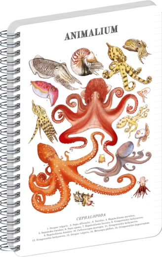 Notique špirálový blok Animalium hlavonožce linajkovaný A4