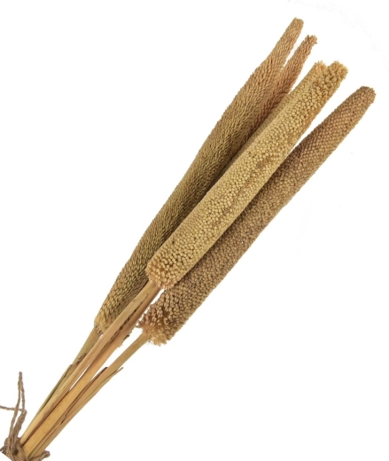 Sušená dekorácia (sušina) béžová – 5 ks, 50–60 cm