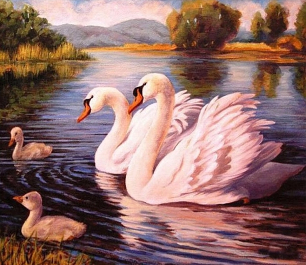 Norimpex Maľovanie podľa čísel Labute 40 × 50 cm