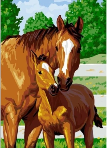 Obraz na maľovanie podľa čísel v ráme 40 × 50 cm roztomilé žriebä