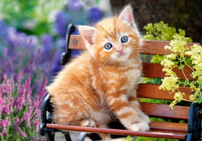 Puzzle 500 dielikov – Ginger Kitten