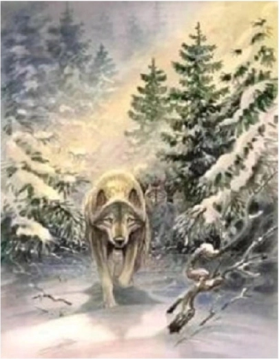 Norimpex maľovanie podľa čísel Vlk v lese 40 × 50 cm