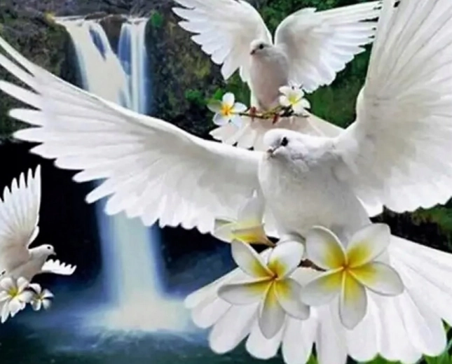 Diamantové maľovanie Biele holubice 30 × 40 cm