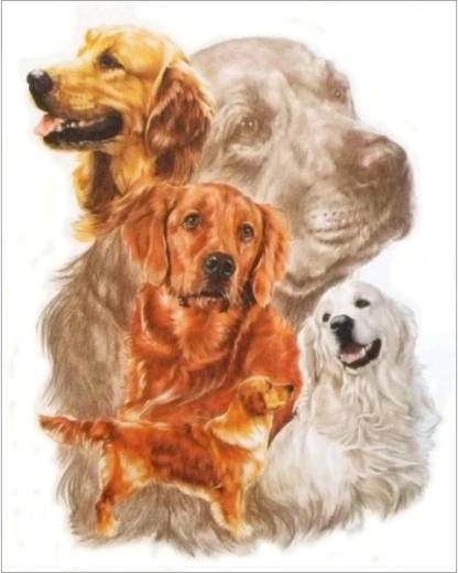 Diamantové maľovanie – obraz Golden retriever 30 × 35 cm