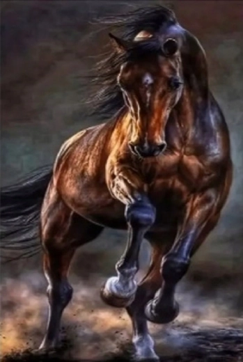 Norimpex diamantové maľovanie divoký kôň 30 × 40 cm