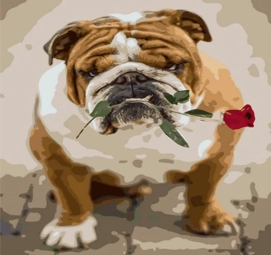 Norimpex Maľovanie podľa čísel buldog s ružou 40 × 50 cm