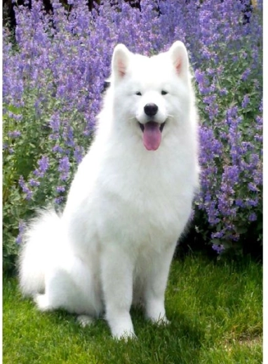 Diamantové maľovanie – pes samojed 30 × 40 cm