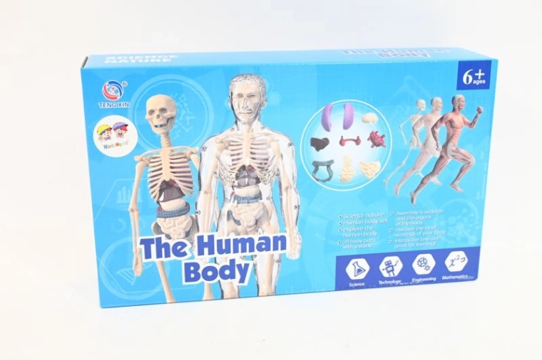 Anatomický model ľudského tela