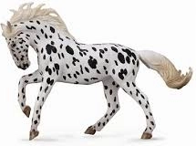 Collecta kobyla knabstrupper – čierny leopard