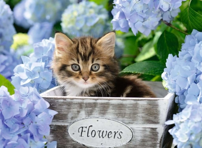 Puzzle RAVENSBURGER Malé mačiatko XXL 300 dielikov