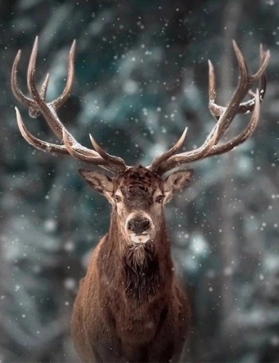 Diamantové maľovanie – portrét jeleňa 30 × 40 cm