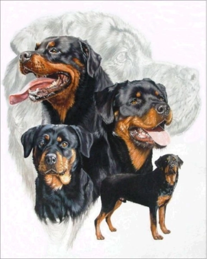 Diamantové vyšívanie (diamond painting) rottweiler 30 × 40 cm