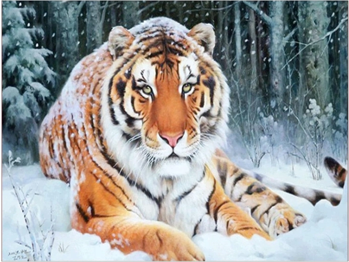 Diamantové maľovanie Tiger ležiaci v snehu 30 × 40 cm