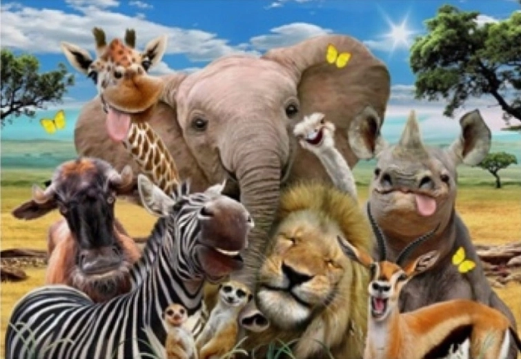 Norimpex maľovanie podľa čísel Safari 40 × 50 cm