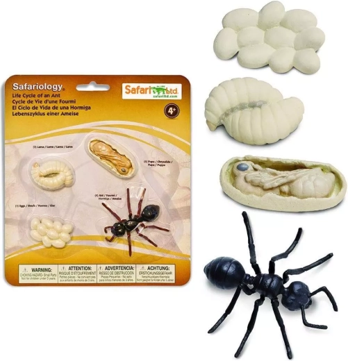 Safari Ltd. životný cyklus – mravec
