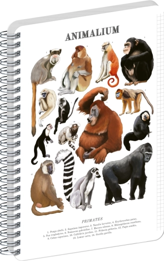 Notique špirálový blok Animalium – primáty, A4, štvorčekovaný