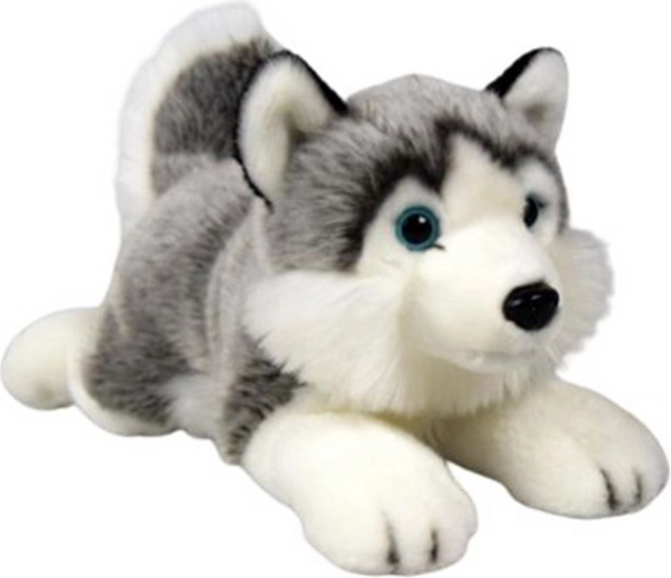 Plyšový husky ležiaci 34 cm