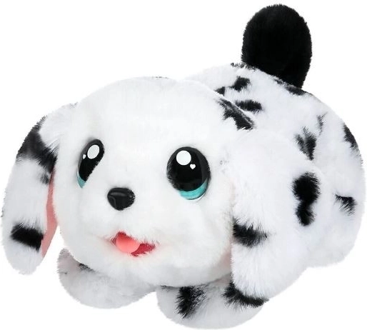 Roztomilý dalmatín pripravený na maznanie