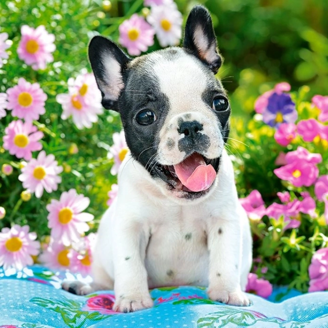 Puzzle 500 dielikov French Bulldog Puppy