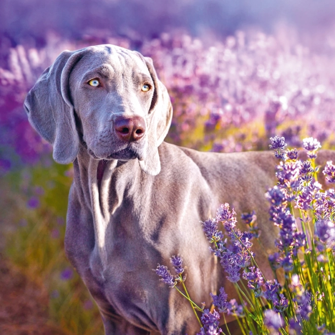 Poznámkový kalendár Provence 2025 voňavý