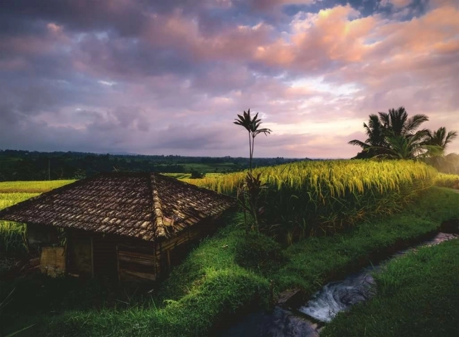 Puzzle Ryžové polia na Bali 500 dielikov