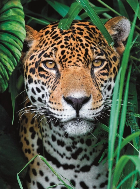 Puzzle 500 dielikov High Quality, Jaguar v džungli