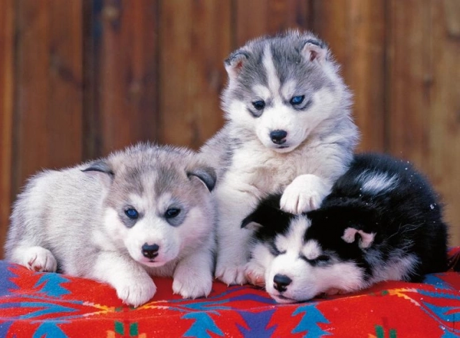 Puzzle Huskies XXL 200 dielikov