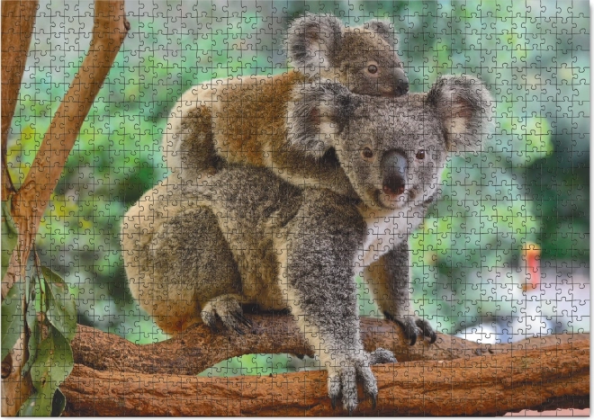 Puzzle Koala s mláďaťom 1000 dielikov