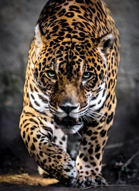 Puzzle 1000 dielikov HQ - Walk of the Jaguar