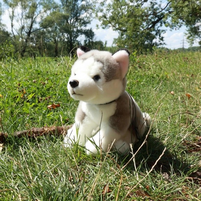 Plyšový pes Husky s vodítkom 28 cm ECO-FRIENDLY