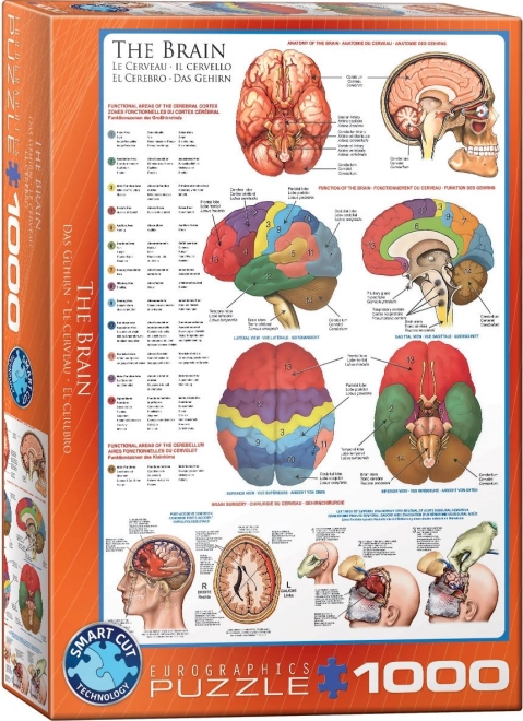 Eurographics puzzle Mozog 1000 dielikov