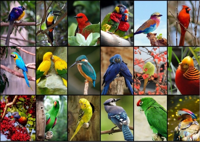 Puzzle Najkrajší vtáci sveta 1500 dielikov