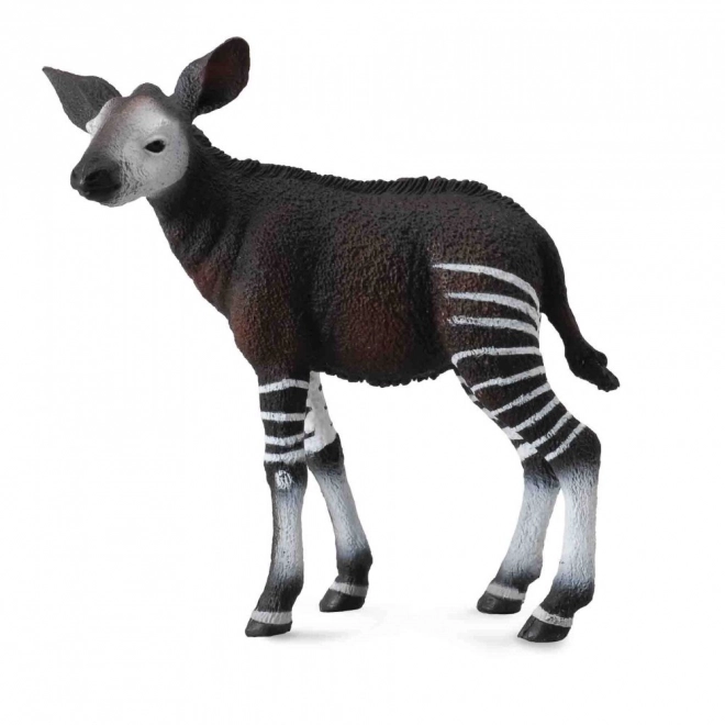 Collecta mláďa okapi