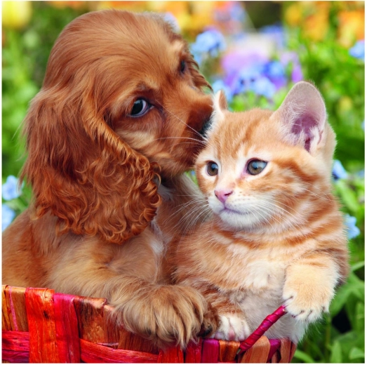 Tri roztomilé motívy v jednom balení