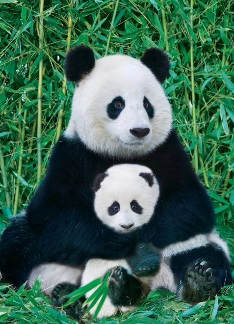 Puzzle Panda a mláďa 1000 dielikov