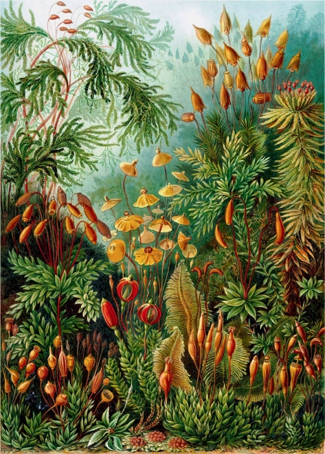 Good Loot puzzle Imagination: Ernst Haeckel - Muscinae 1000 dielikov