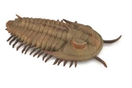 Collecta model trilobita Redlichia Rex